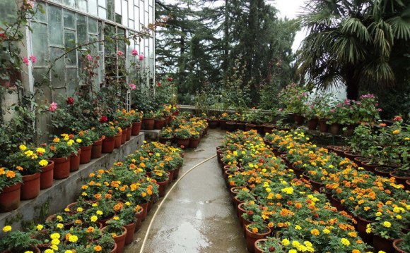 Company Garden Mussoorie