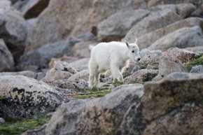 a mountain goat child on Mount Evans near Idaho Springs, CO