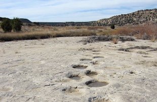 Dinosaur paths at Picketwire Canyonlands near Los Angeles Junta, CO