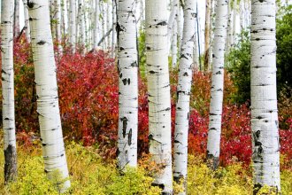 Fall drives in Colorado