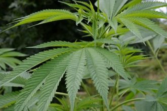 Growing Marijuana Outdoors; what you should understand