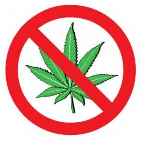 no weed