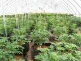 Growing marijuana in Colorado