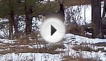 Colorado Attractions | Colorado Places to Visit | Mule