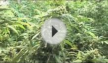 Colorado Grow-room