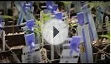 Colorado Weed Documentary Guns Drugs And Money The New