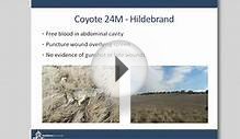 Coyote Ecology: Findings from the Denver Metro Area